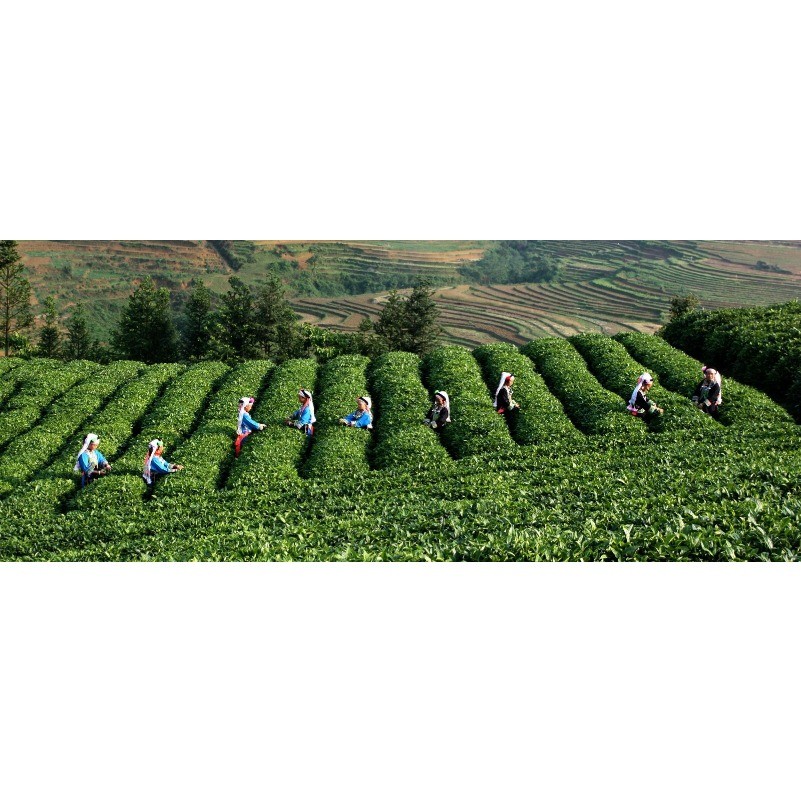 Top grade Chinese yunnan original Puer Tea 500g health care tea ripe pu er puerh