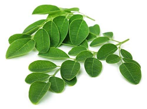Moringa Leaf – Dried Moringa oleifera Leaf C/S 100% from Nature, Wild Crafted