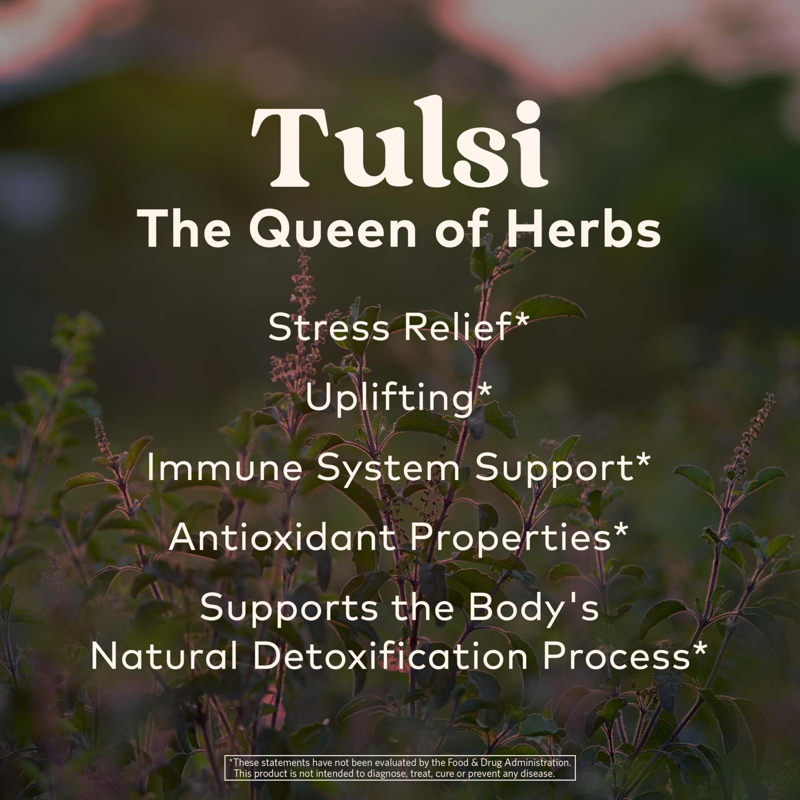 Caffeine Free Tulsi Sweet Rose Tea Bags 3.5 Ounce Relaxing Floral Blend