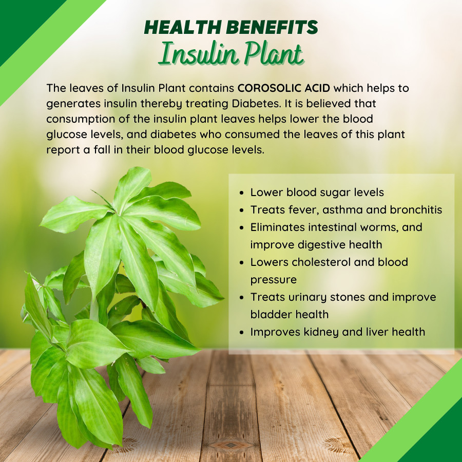 Dried Insulin Plant Leaves Costus Igneus Thebu Crepe ginger Herbal Organic Tea