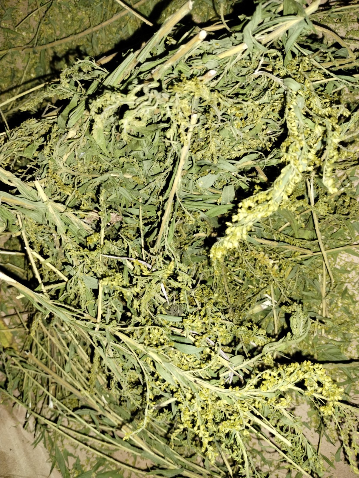 Goldenrod Flower Tea – BULK – 1/4 lb (4 oz)/0.114 kg (114 g)