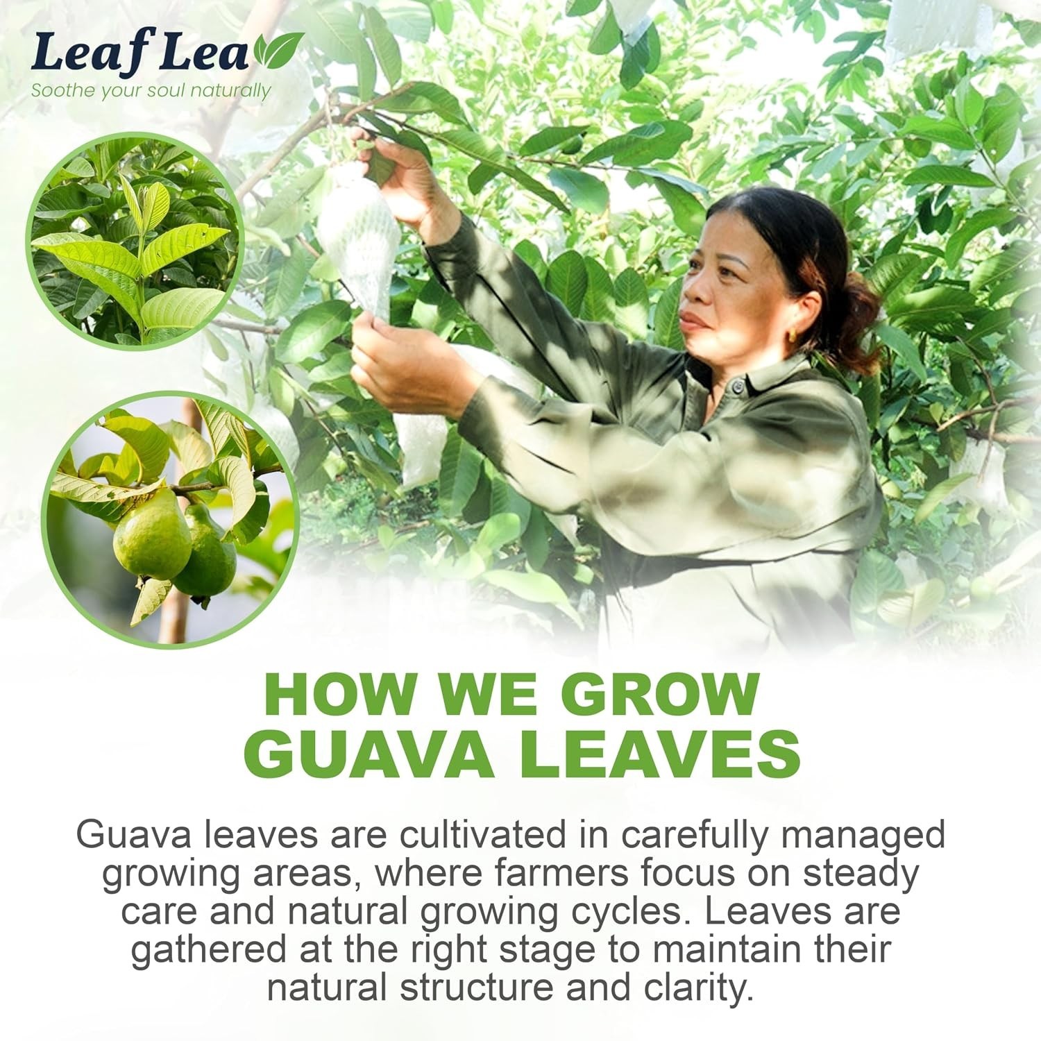 Delicate Guava Leaf Tea, 40 Bags – Clean Taste & Health Benefits in Every Sip
