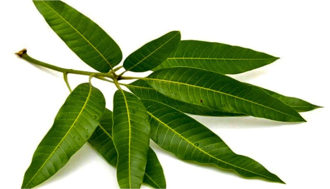 Pure Natural Processed Dry Mango Leaf Powder For Tea