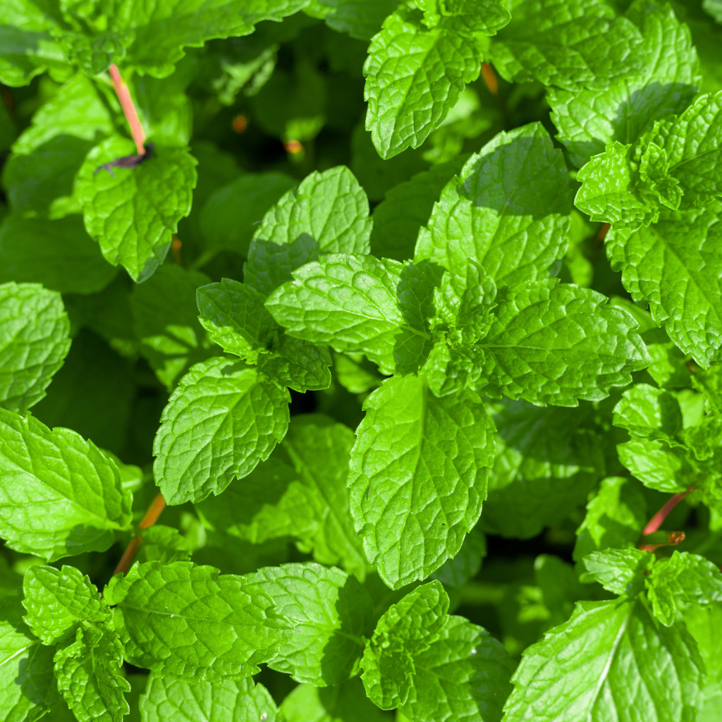 Hibiscus Spearmint Herbal Tea, 30 Premium Tea Bags, All Natural Herbal Tea