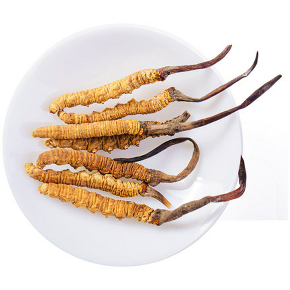 Wild 5g Cordyceps Sinensis From High Himalaya China Tibet 10pcs