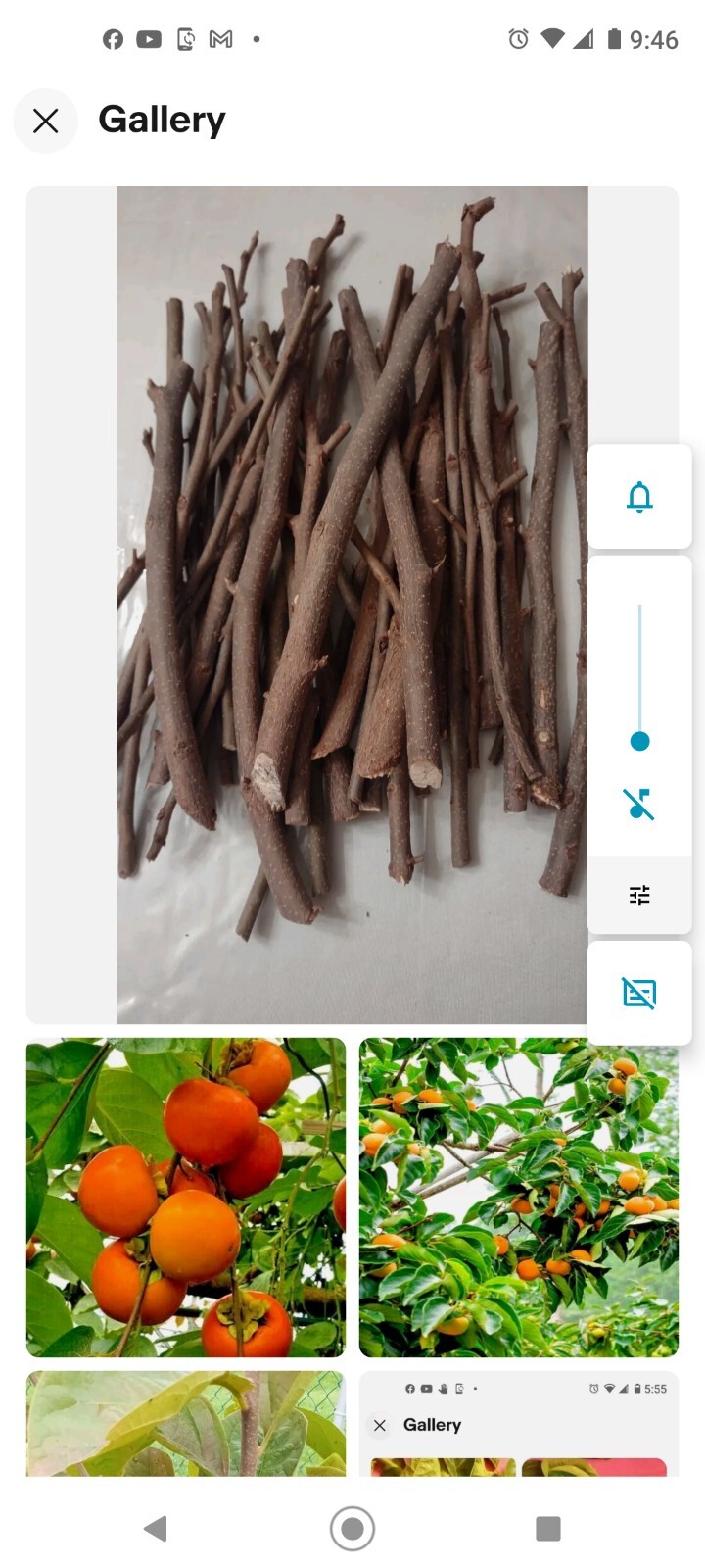 8 Cuttings unrooted Japanese Persimmon Tree Organic fruit Shiziye  감나무 잎