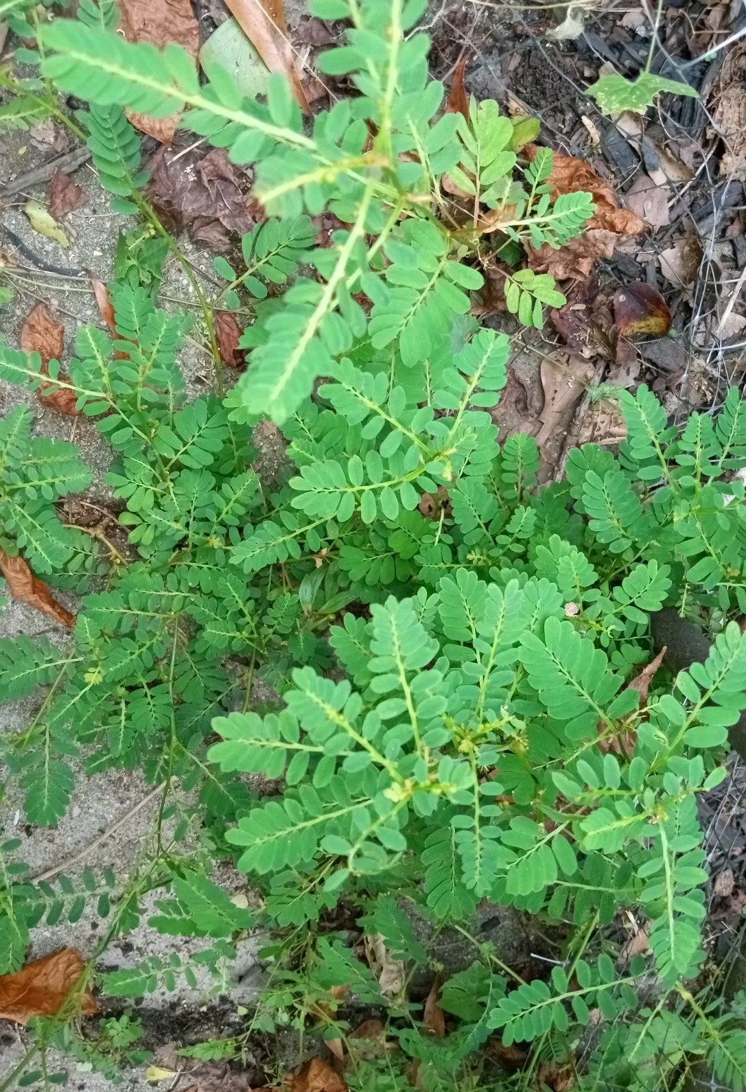 1 Cup Air Dried Stone breaker/Chamber Bitter/Chanca Piedra Herbal Tea.US grown.
