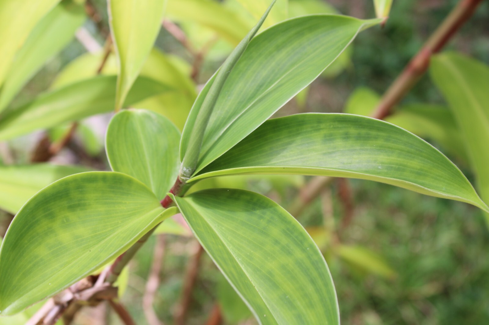 Dried Insulin |Thebu |Costus Plant leaves Organic|Diabetic Tea CEYLON Free ship.