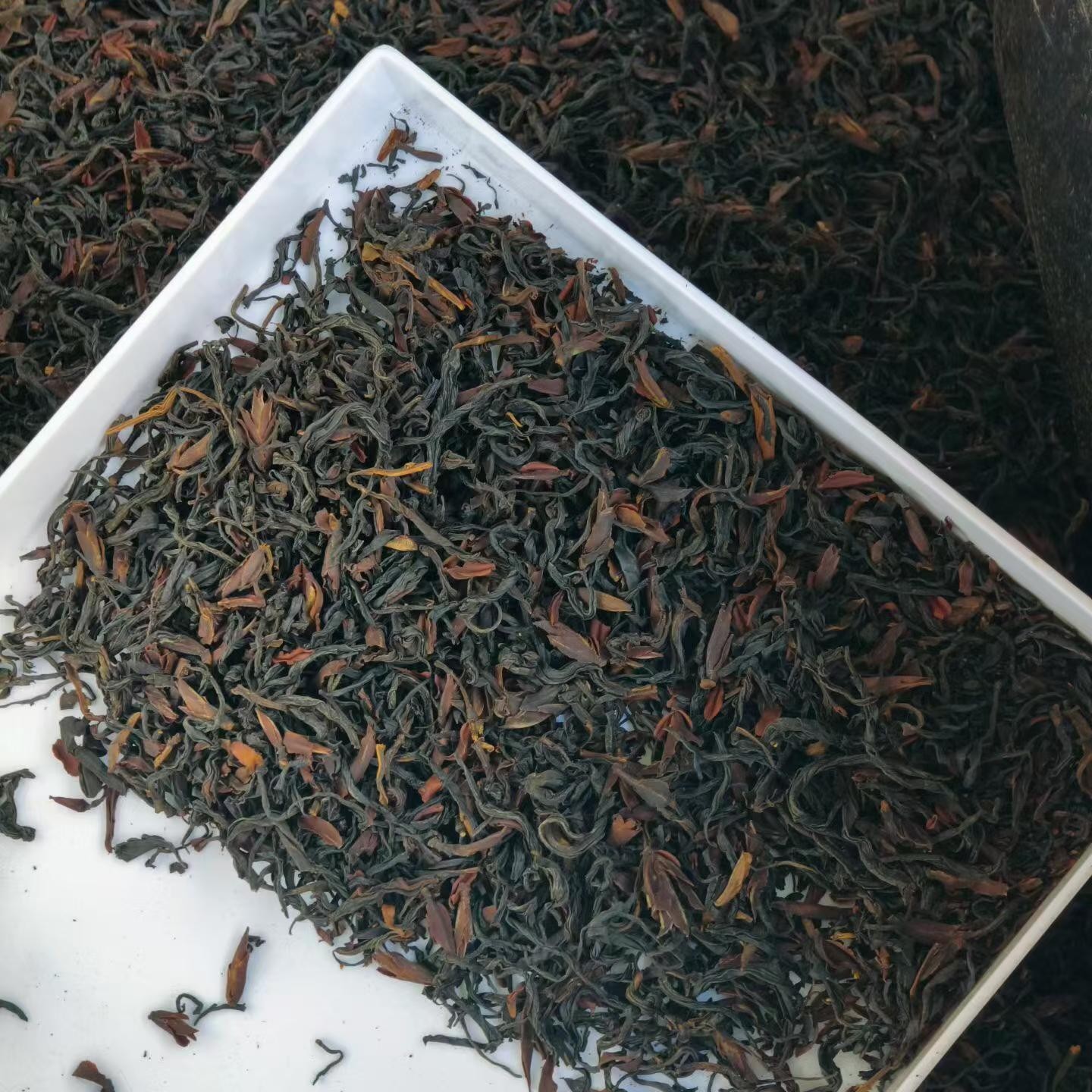 Premium Wild Ancient Tree Black Tea Large Buds Pre-Qingming 500g