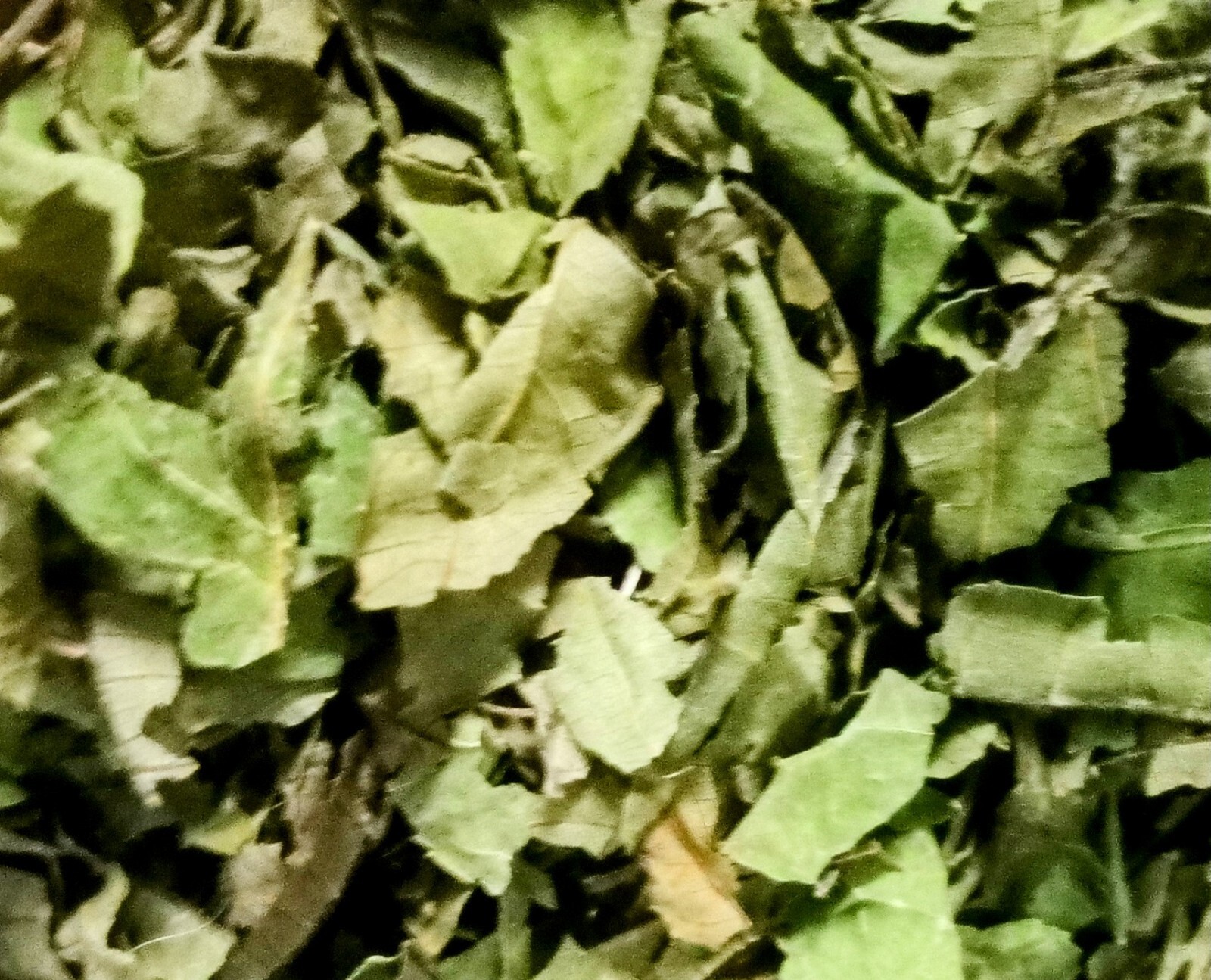 Black Walnut Leaf 1 Ounce ~Juglans Nigra