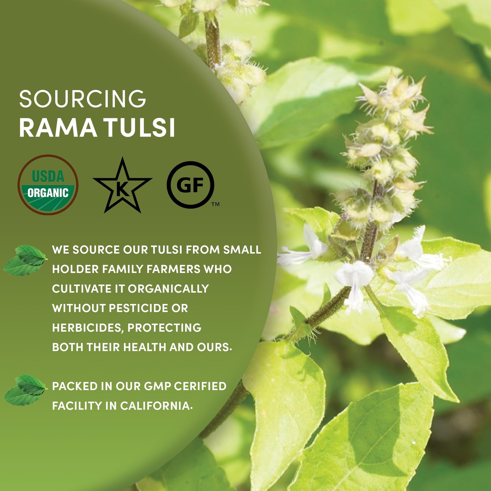 Organic Holy Basil Tea, 8oz – Tulsi Rama – Loose Leaf Premium Herbal Tea, 100…
