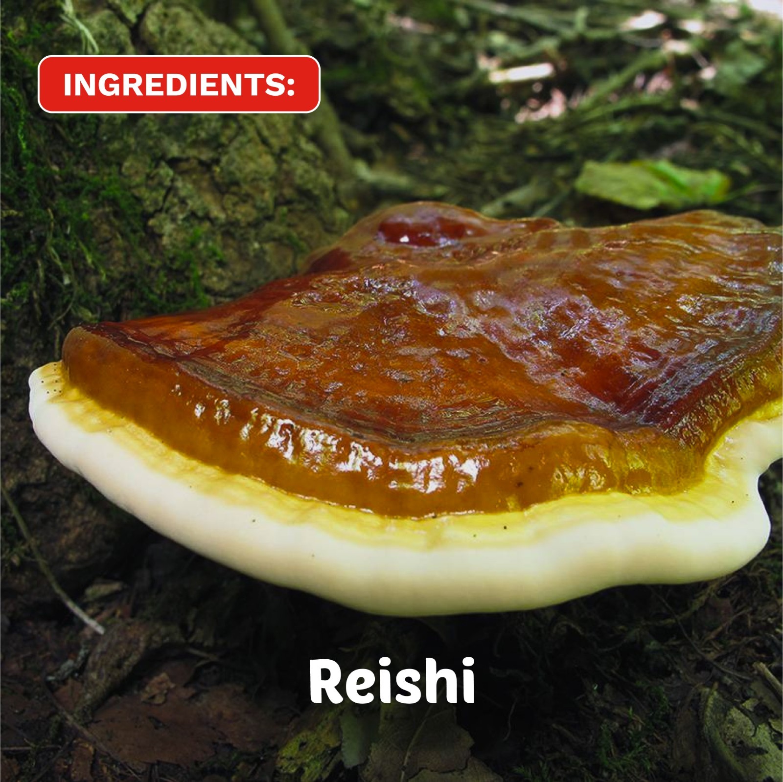 Chamomile tea, Reishi tea, Passion Flower leaves, Nightfall Ritual, mushrooms