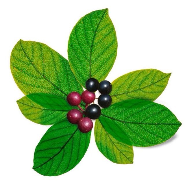 CASCARA SAGRADA Loose Tea Cascara Sagrada Bark 4 oz (113g) | Rhamnus purshiana |
