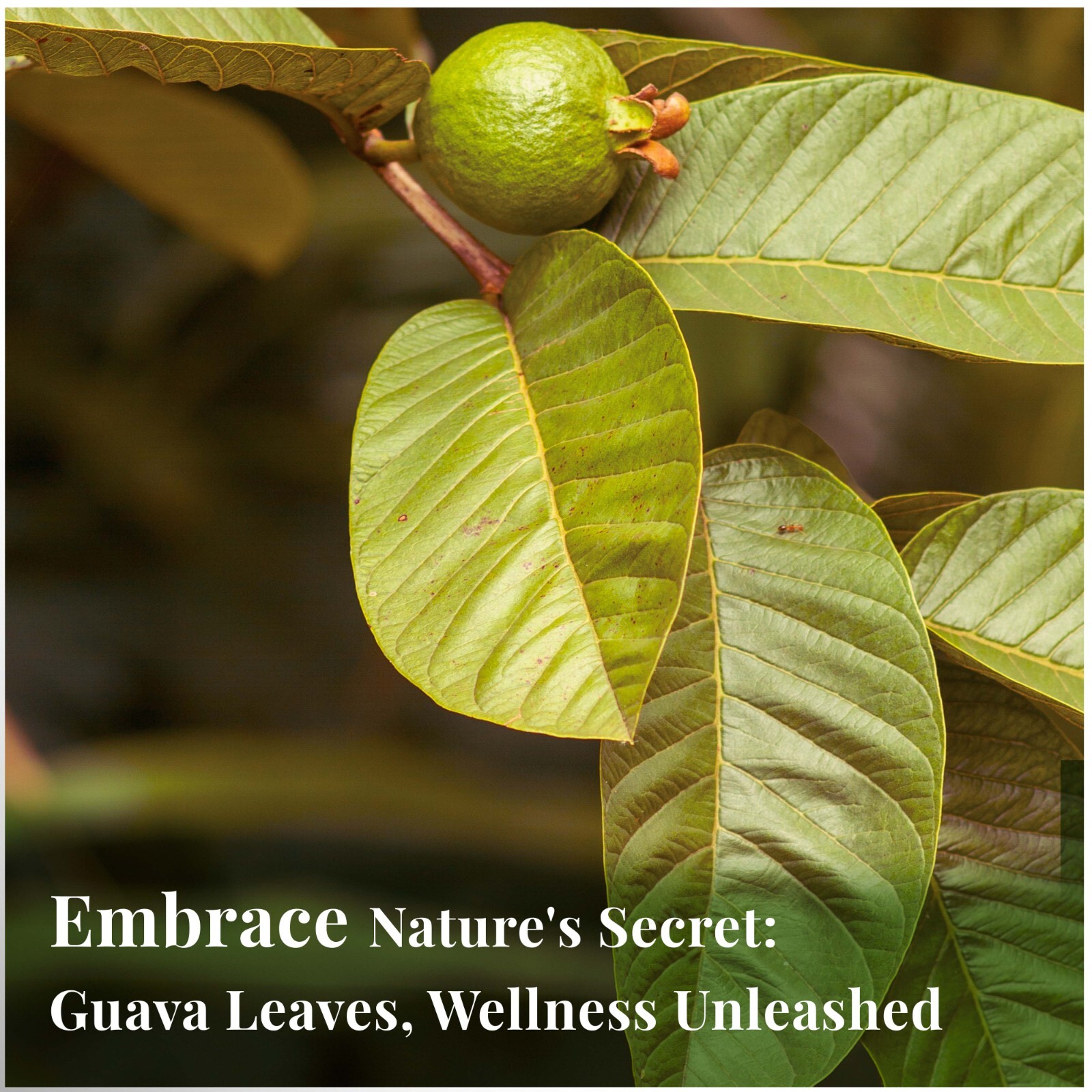 Organico Te Guayaba, Dried Guava Leaves, Hoja De Guayaba, Weight loss Tea 75Bags
