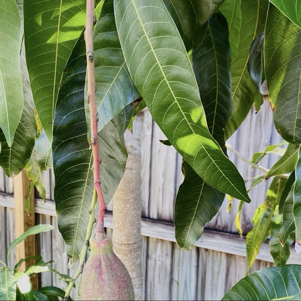 Fresh Mango Leaf For Herbal Tea 20 Leaves Home-grown No Pesticides FL USA