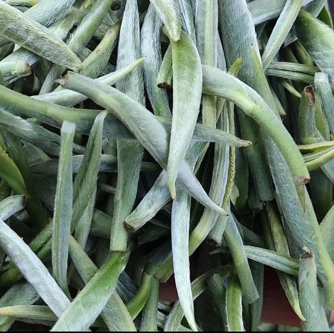 Ceylon of Nature’s silver tip tea Organic leaf loose 100g Original factory fresh