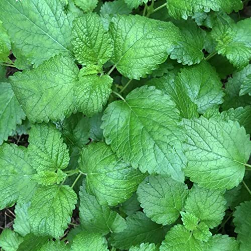 Organic Lemon Balm Plant, (Melissa officinalis) 2.5-inch Pot – Edible Aromatic