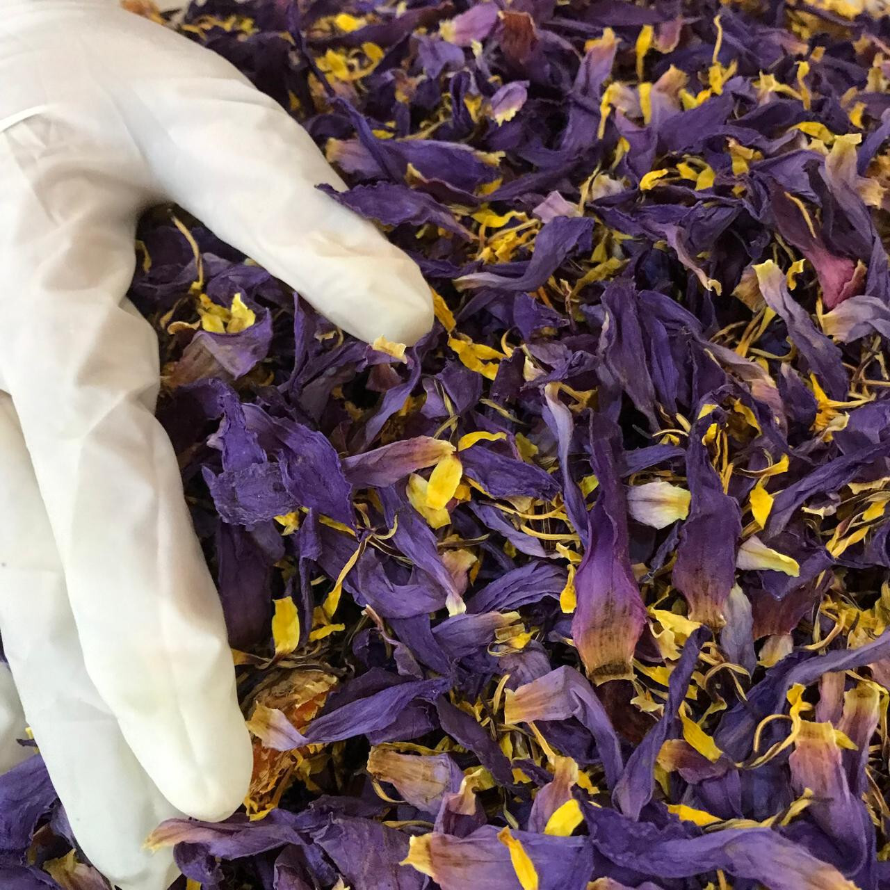 Ceylon |Cut Blue Lotus| Nymphaea Caerulea Sacred Organic Dried Flowers Tea