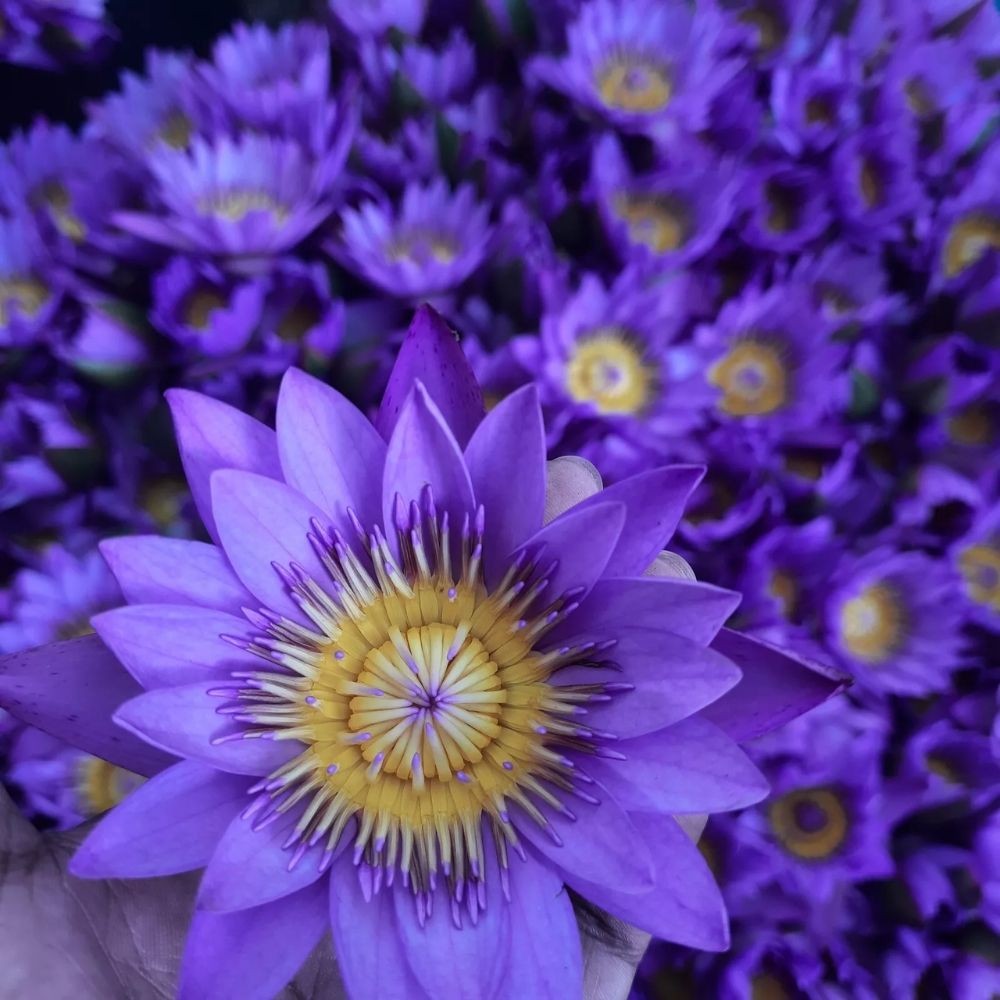 Altruistik™ Organic Blue Lotus Flowers – Natural Calming Herbal Tea