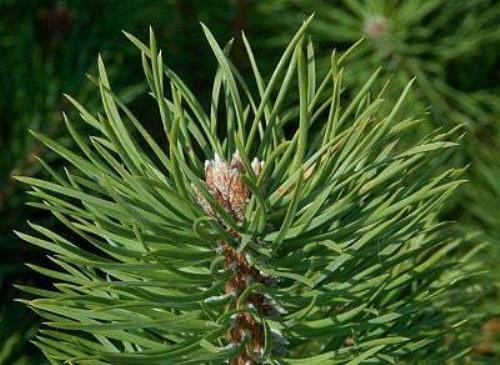 Fresh Pine Needle Tea – Scots/Pitch Pine Blend – Organically grown – Picked Fres