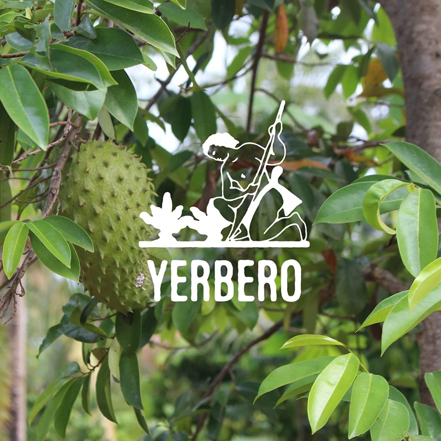 Yerbero Dried Graviola Soursop Leaves 4 oz | 100 Natural Tea from Mexico