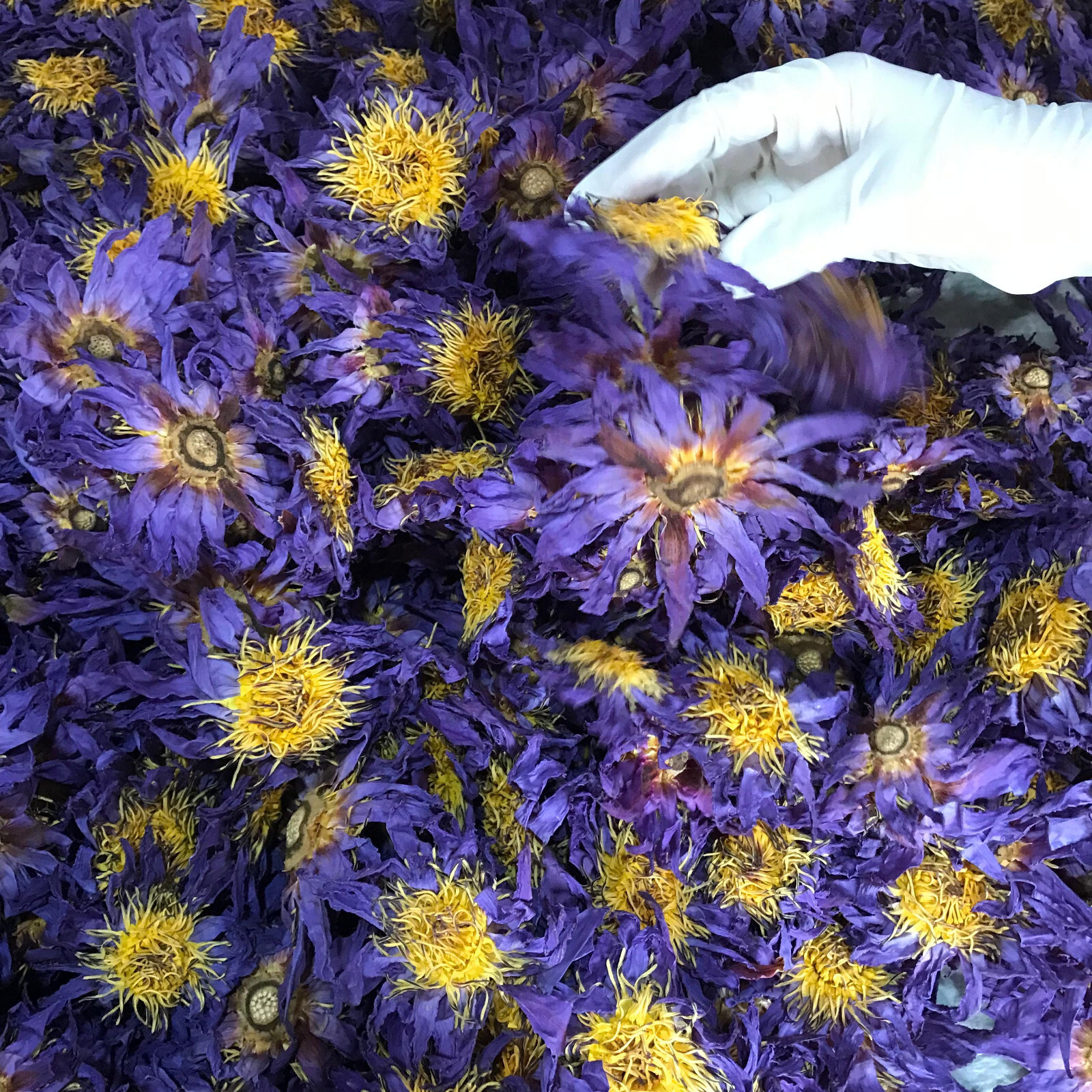 Blue Lotus Nymphaea Caerulea 100% Organic Hand Picked Pure Dried Flowers Tea