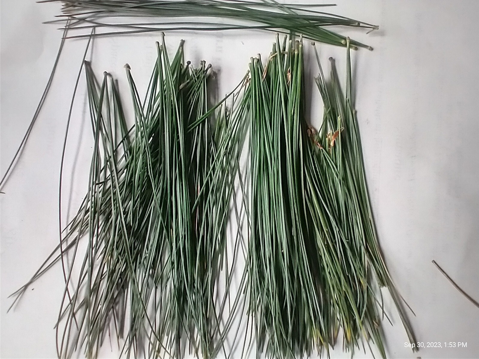 Eastern White Pine Needles Organic Wild Suramin Immune Home Brew 3 oz plus bag