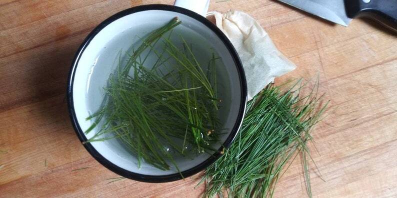 Organic White Pine Needles For Tea – FRESH – Suramin Tea – White Pine Tea