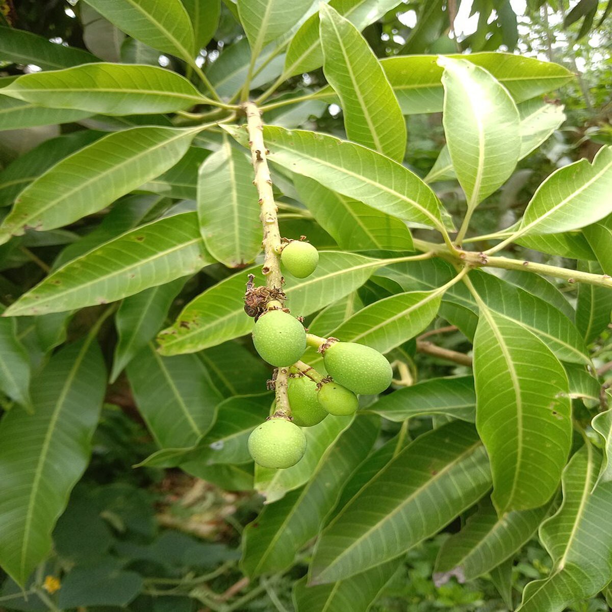Organic Dried Mangifera Indica (Mango) Leaves – Premium Herbs / tea/ medicine