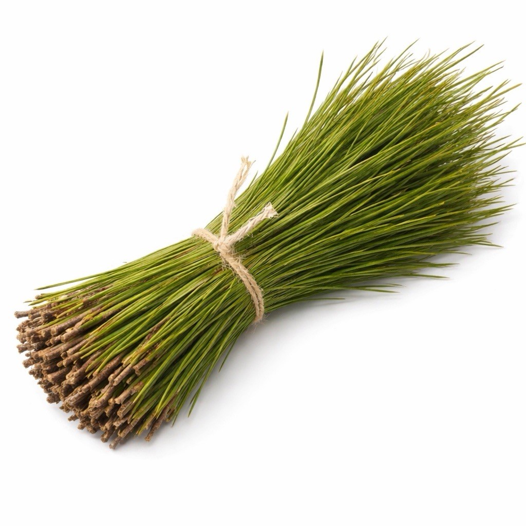 Fresh Eastern White Pine Needles 4oz Bundle – The Tall Pine
