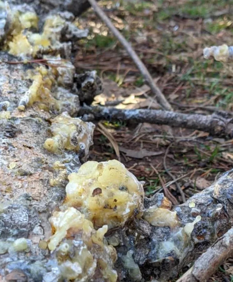Wild Harvested Organic Pine Resin Salve