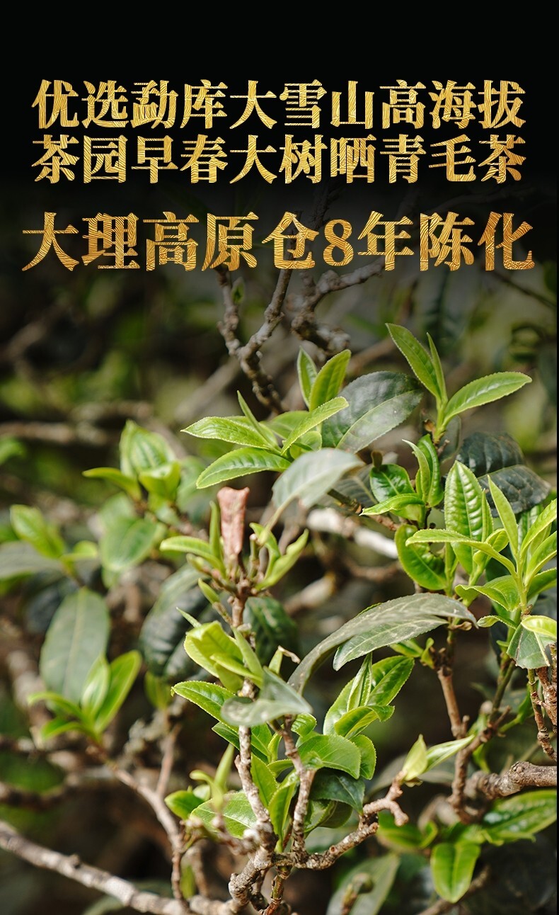 2022 Xiaguan Mengku Big Snow Mountain Big Tree Tie Bing Puerh Puer Raw Tea 357g