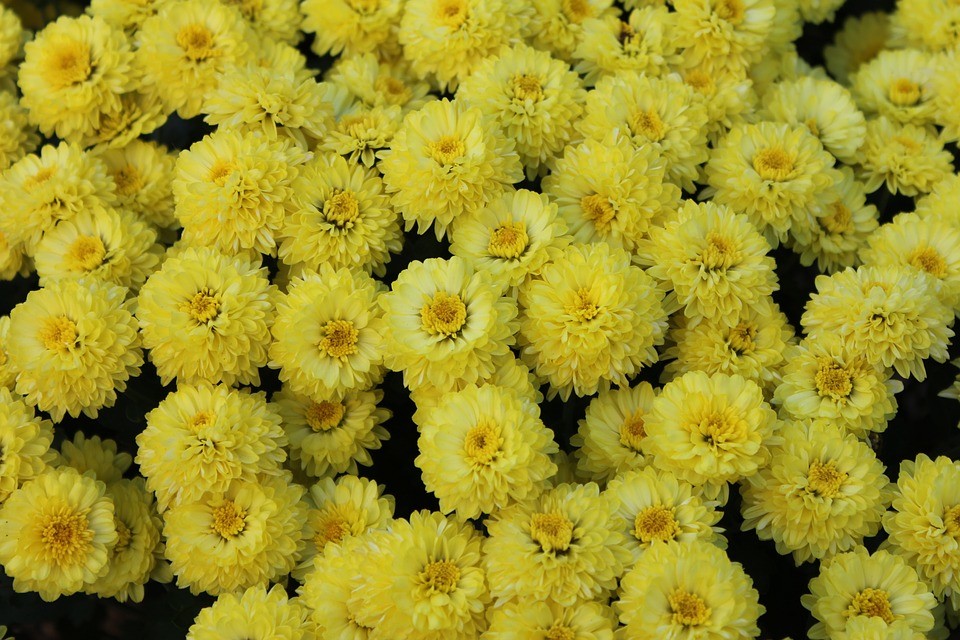 Herbal Chrysanthemum Bud Tea 100g