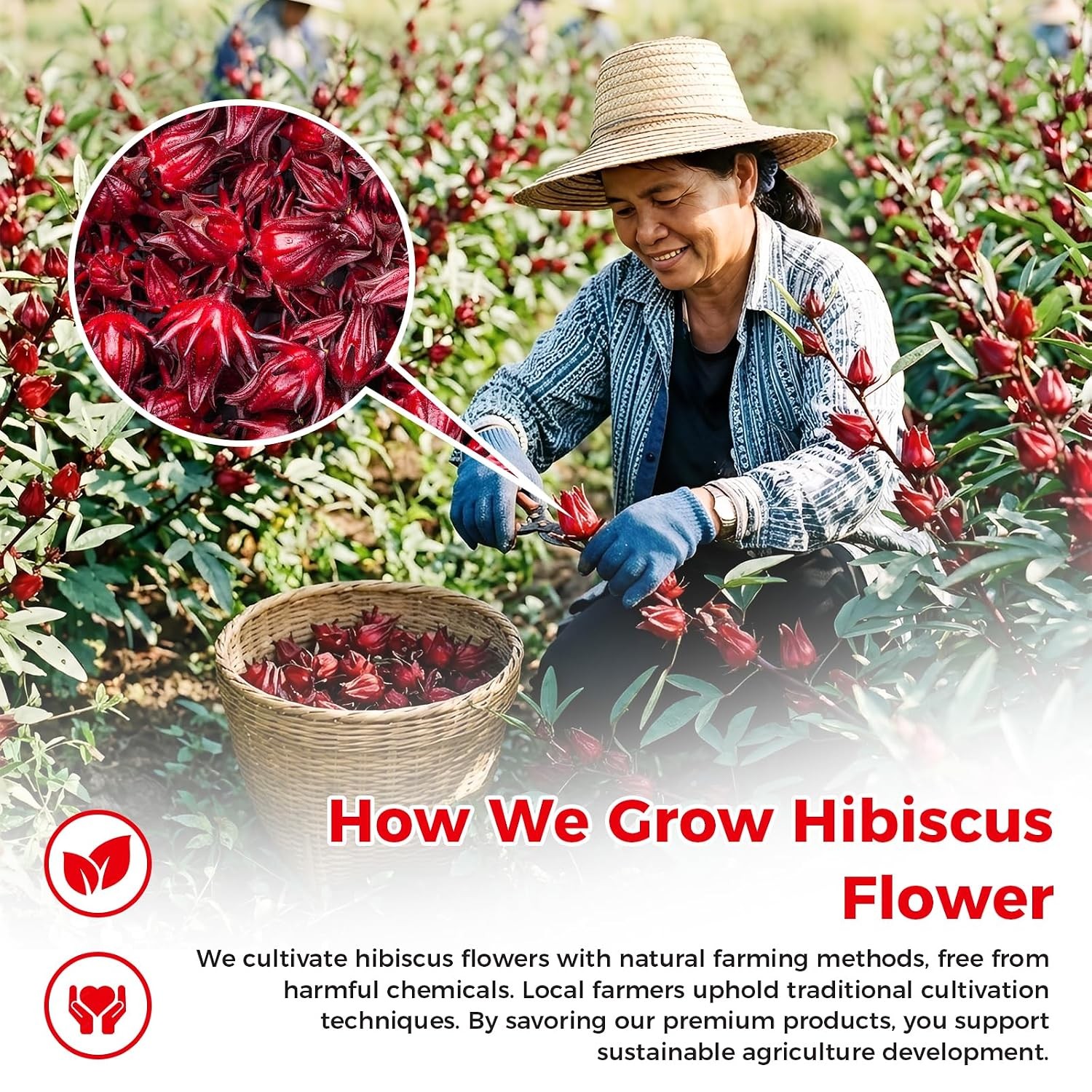 50 Premium 100% Pure Organic Hibiscus Tea Bags Natural Herbal Tea