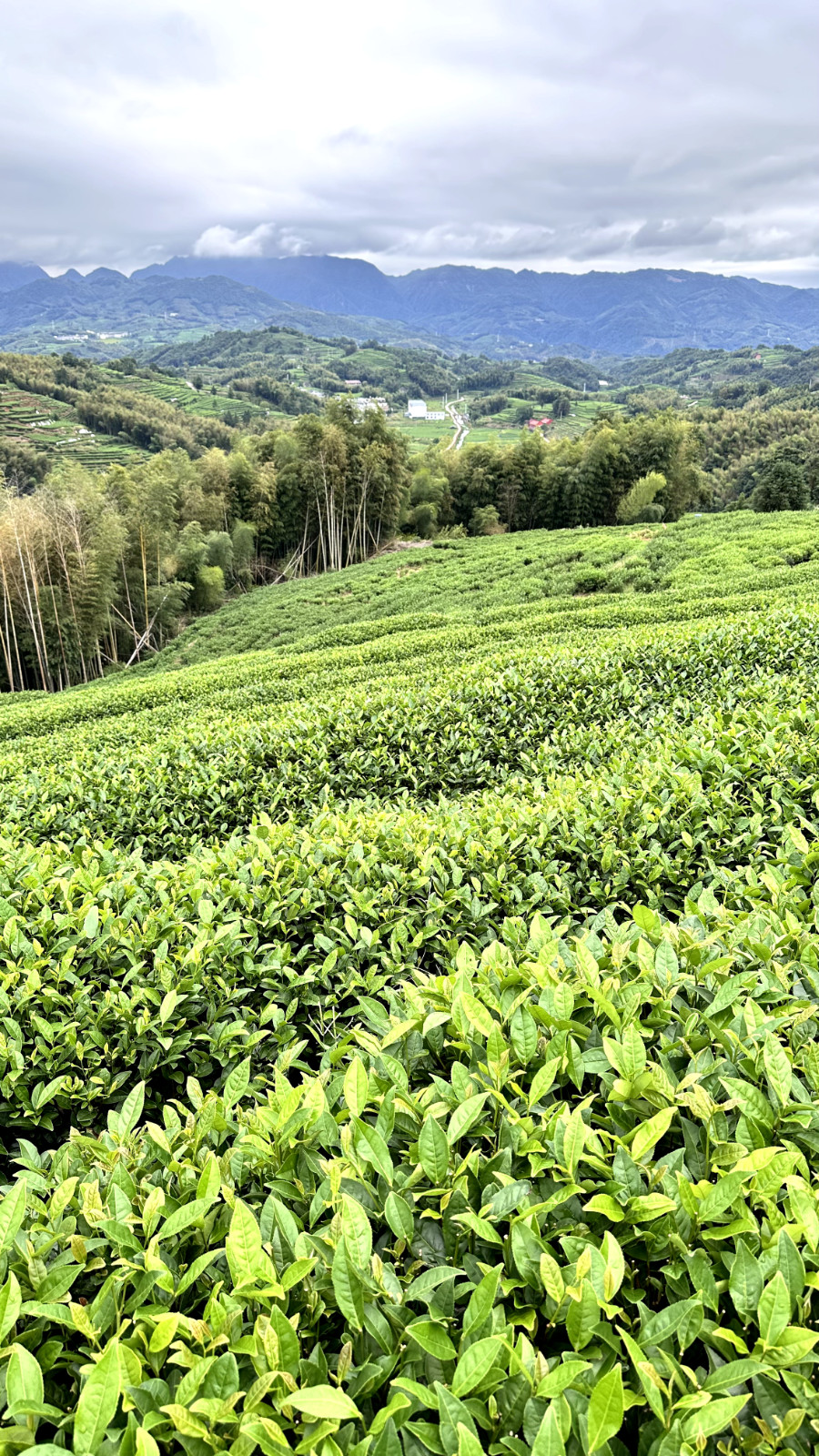 2010 Fuding Spring Shou Mei Cake, Longevity Eyebrow Aged White Tea, 20 g