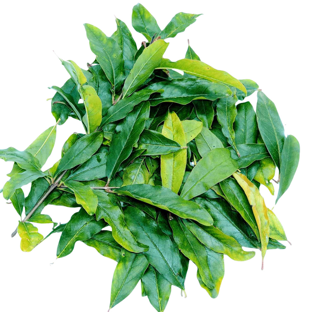 Dried Pomegranate Leaves 25g | Natural Fresh Ceylon Herbal Tea | 1, 2, 4 Pack