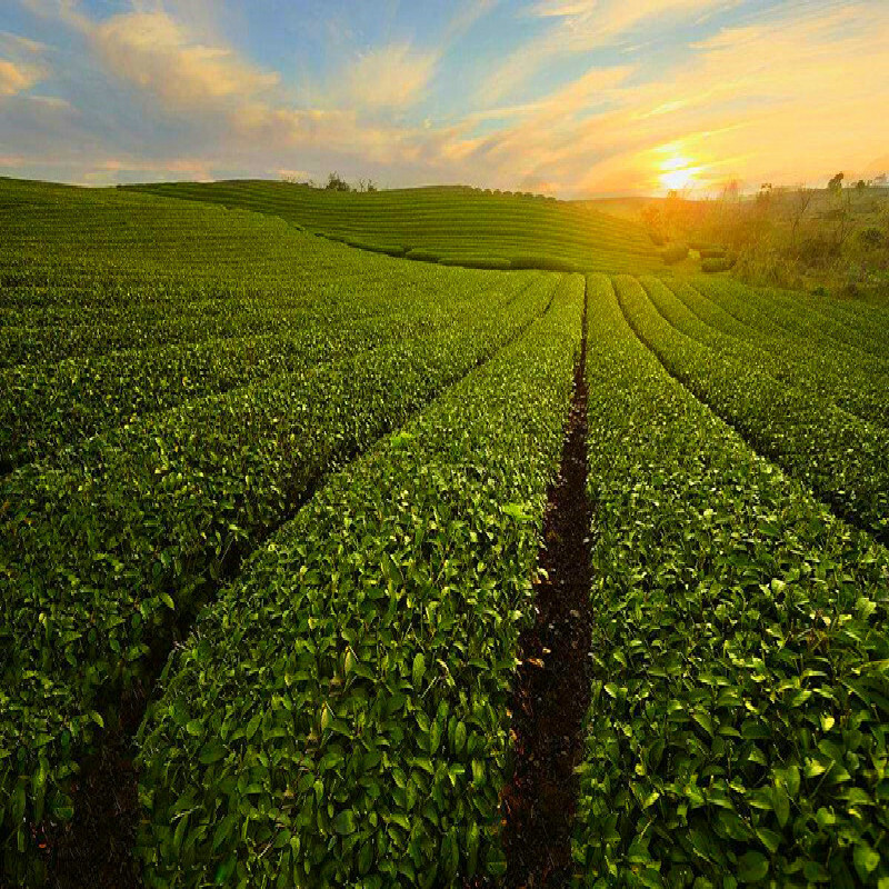100g Premium Brown Rice Green Tea Genmaicha Sencha with The Rice