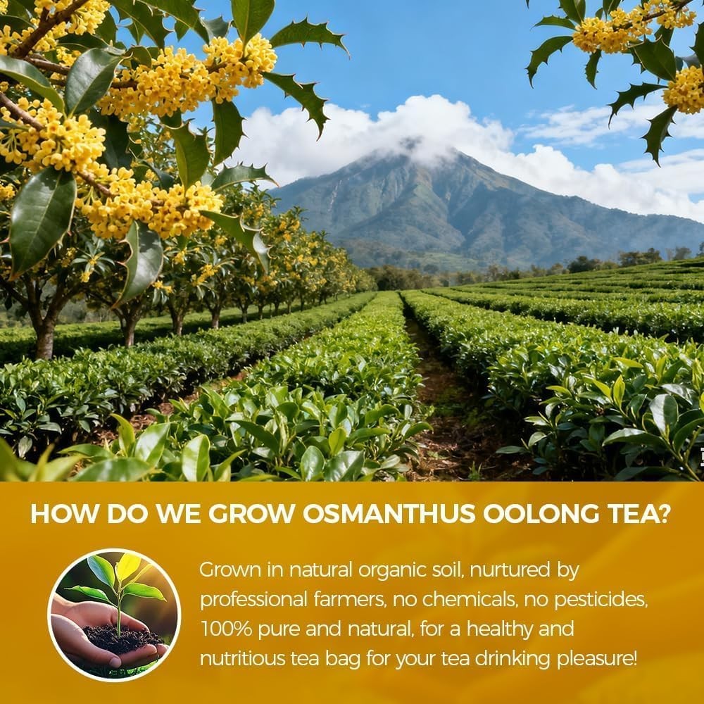 40 Count Premium Osmanthus Oolong Tea Bags 100% Natural, Aromatic Osmanthus …