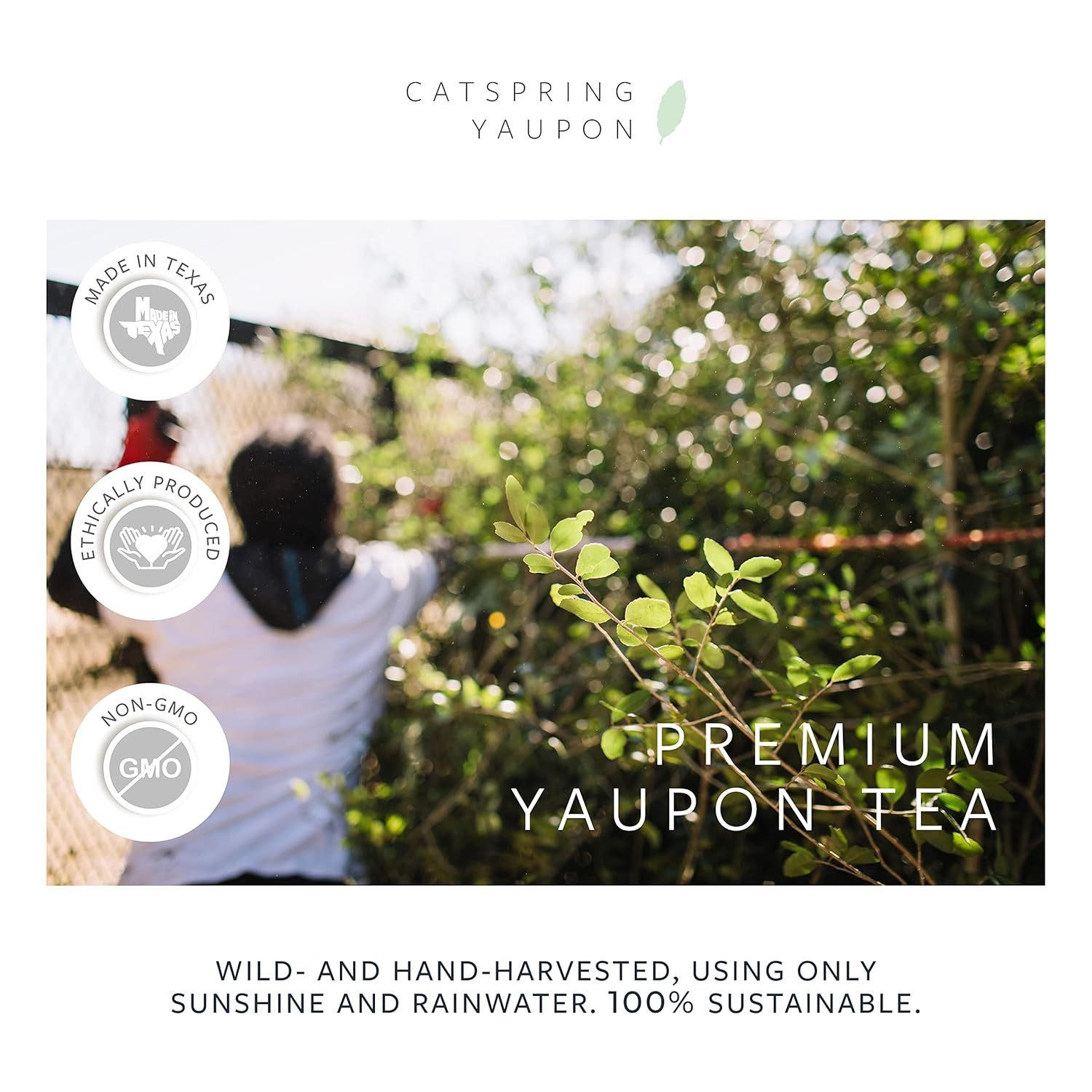 Pedernales – Green Yaupon Yaupon Box of Loose Leaf Yaupon – Naturally Caffeinate