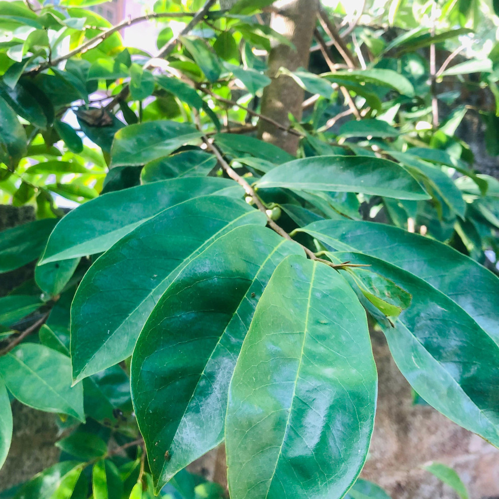 Dried Organic Soursop Leaves Herbal Tea Bags Guanabana Graviola Annona Muricata