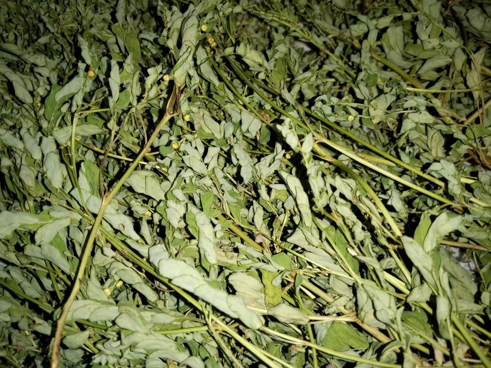 1 Cup Air Dried Stone breaker/Chamber Bitter/Chanca Piedra Herbal Tea.US grown.