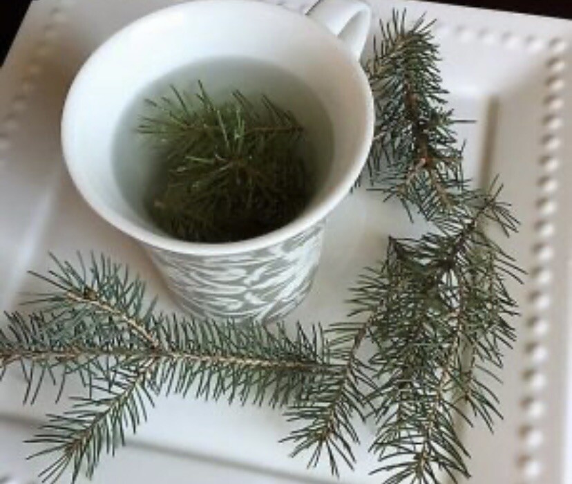 Pine Needle Tea BLUE SPRUCE 8oz Healing Tea