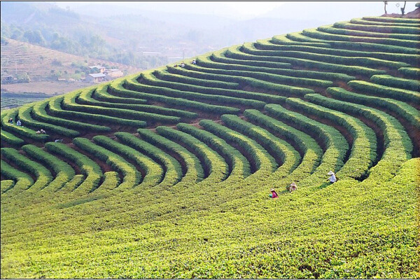 2020 TAETEA Dayi Ripe Puerh Fine Tea 3-Year Aged Menghai Yunnan Tea 357g Box 大益