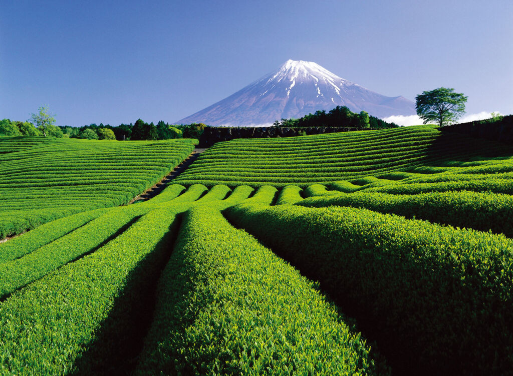Shizuoka Japanese Matcha Green Tea Powder 20g Premium Rich Umami High Grade