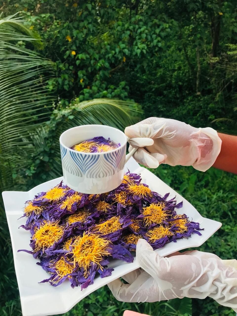 Ceylon Dried Blue Lotus 50g Nymphaea Caerulea 100% Hand Picked Flower Herbal Tea