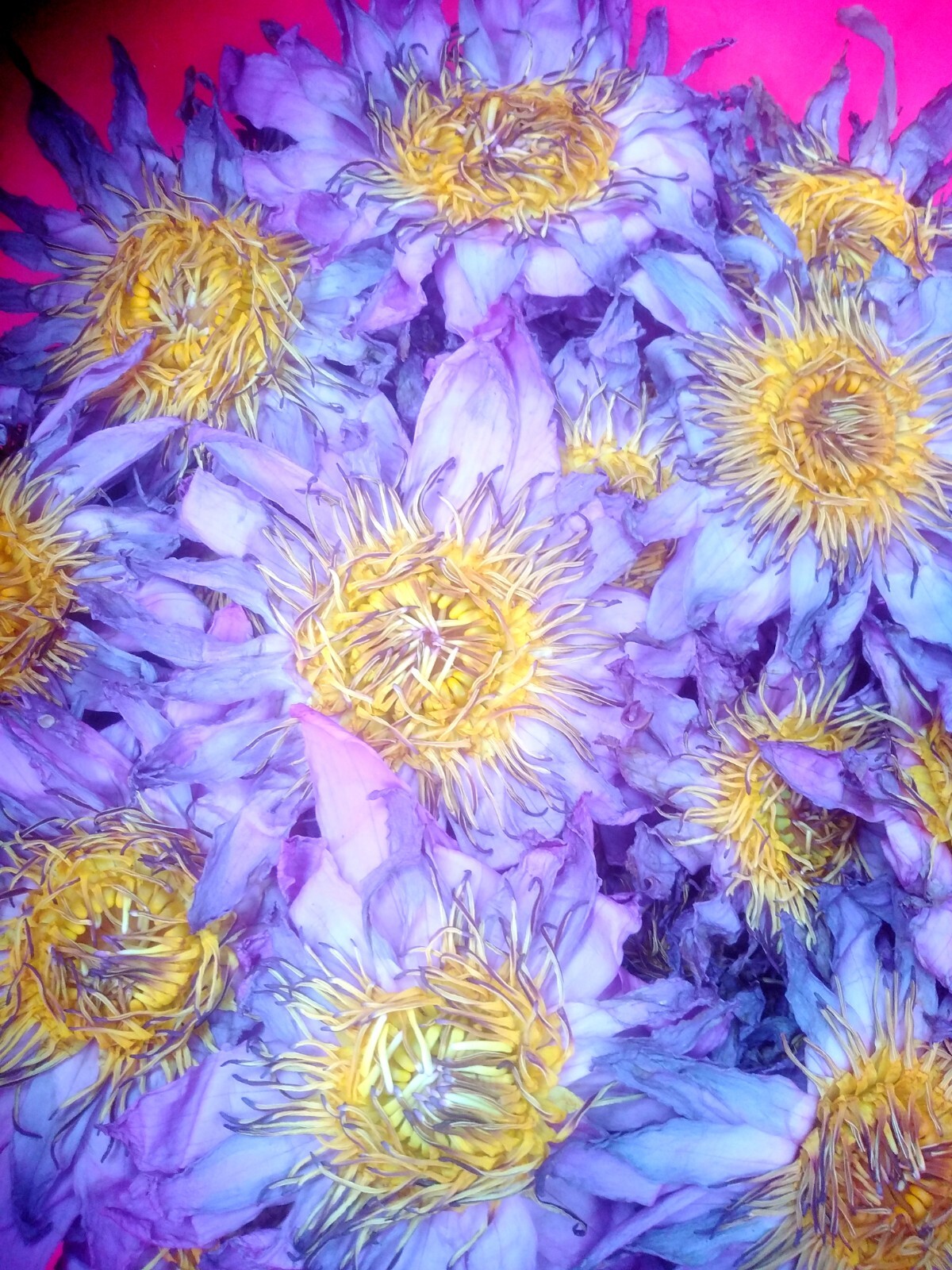 Blue Lotus Nymphaea Caerulea Herbal 100% Natural Organic Ceylon Dried Flower NEW