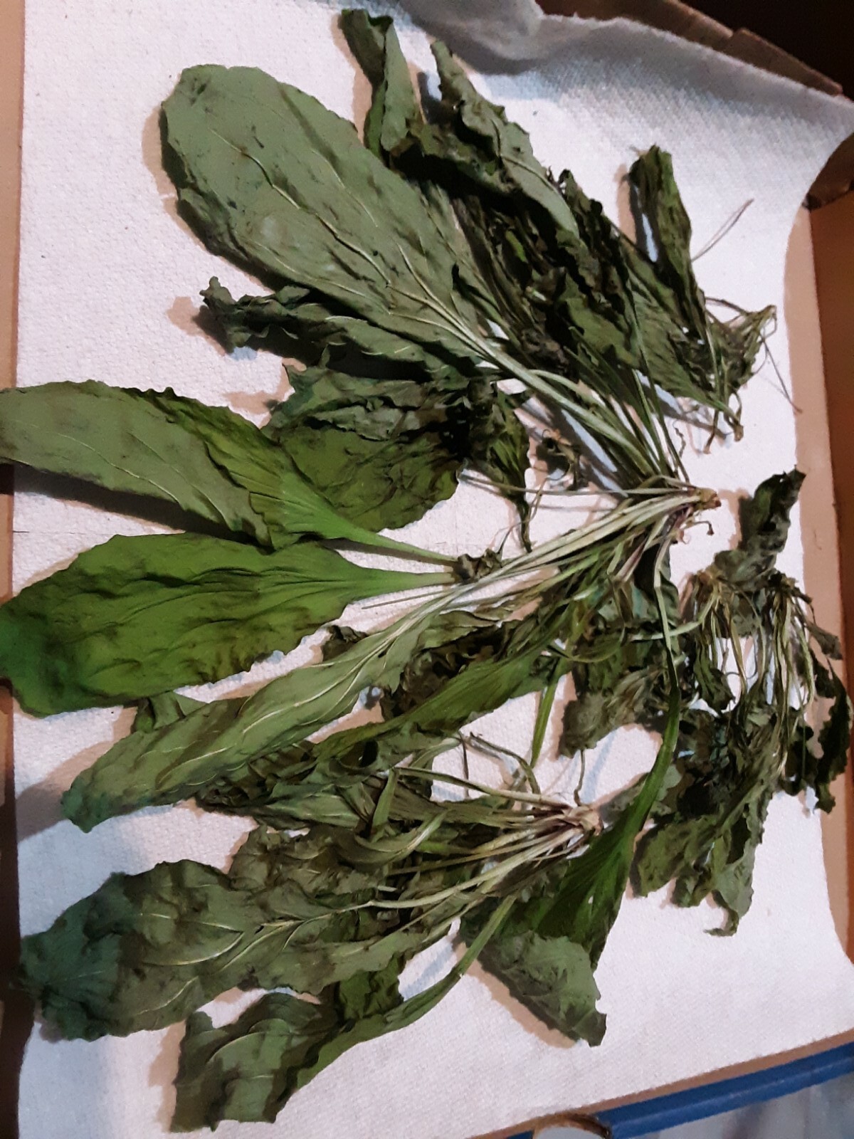 1 Cup Air Dried Broadleaf Plantain(whole plant); For Herbal Tea/Tincture/Salve.
