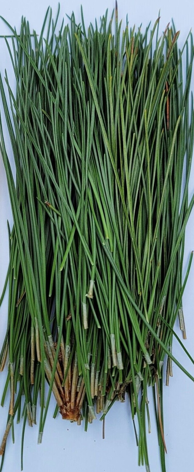 Red Pine Needles Organic Fresh Picked For Herbal Tea Wild Grown in Wisconsin