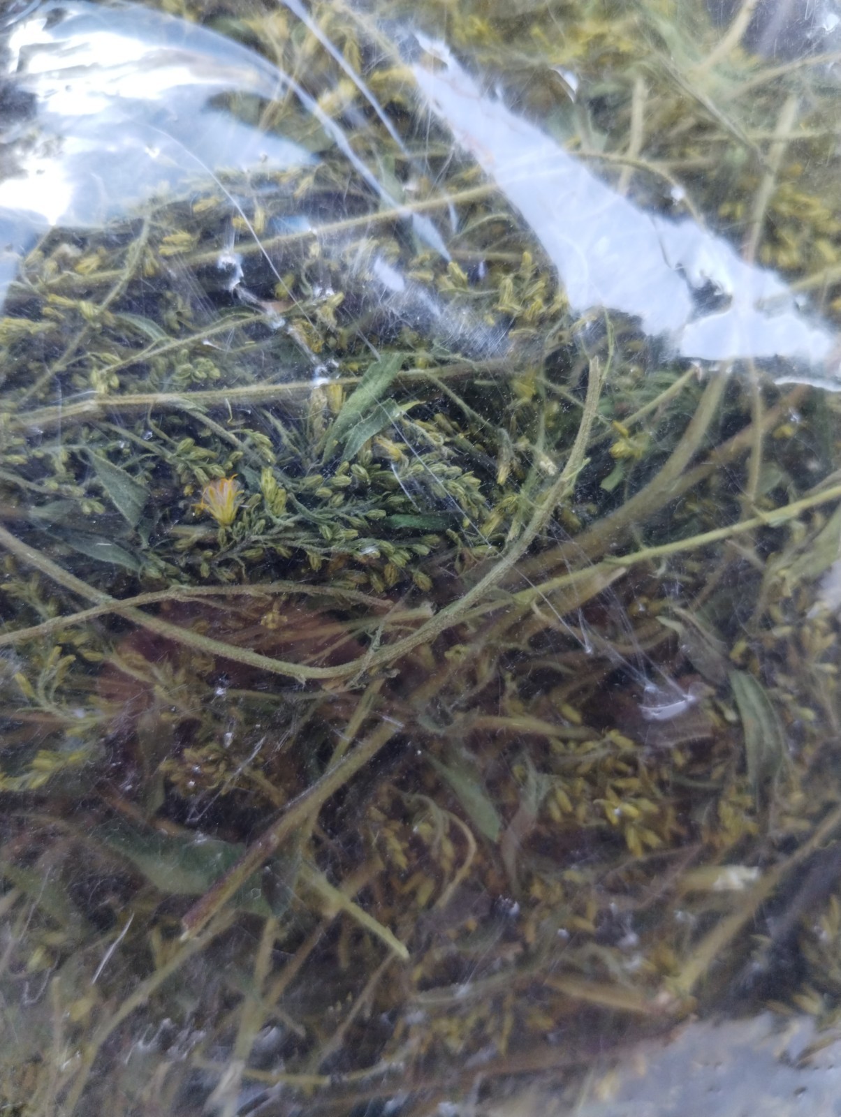 Goldenrod Flower Tea – BULK – 1/4 lb (4 oz)/0.114 kg (114 g)