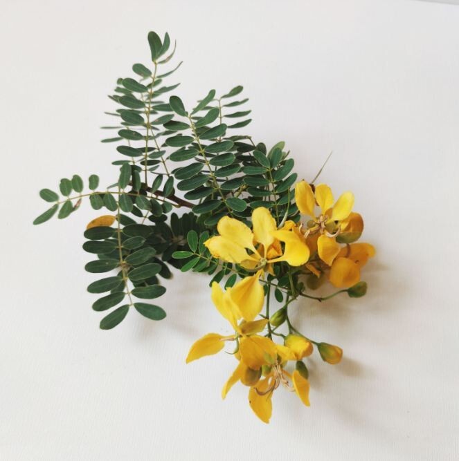 High Quality Organic Natural Sun dried Senna auriculata Ranawara mal Herbal Tea